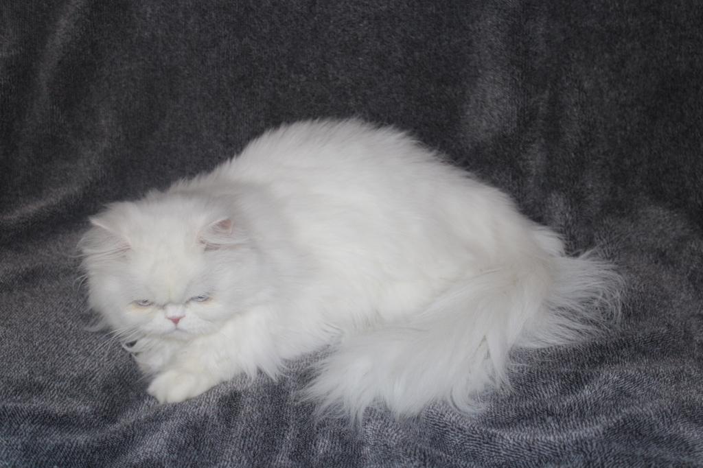 Luna photo 2