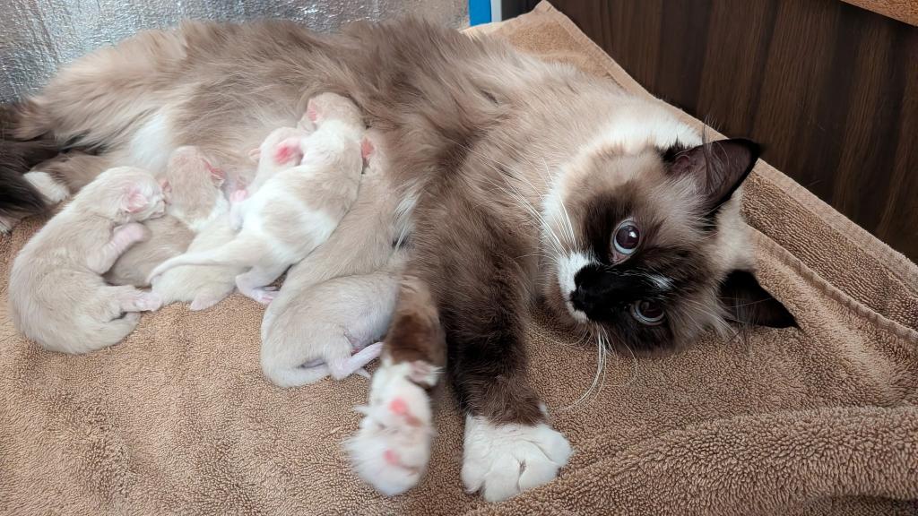 Ragdoll Purebred Maggy May's Litter photo 1