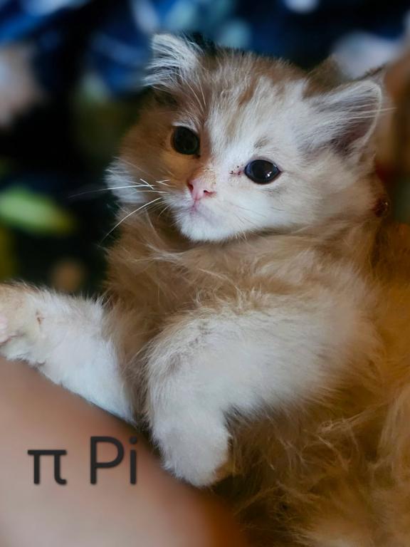 Pi Pi photo 1