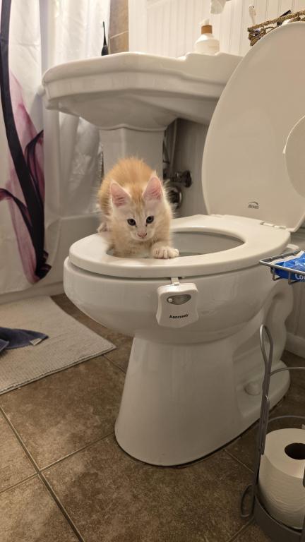 Sadie's Kittens photo 2