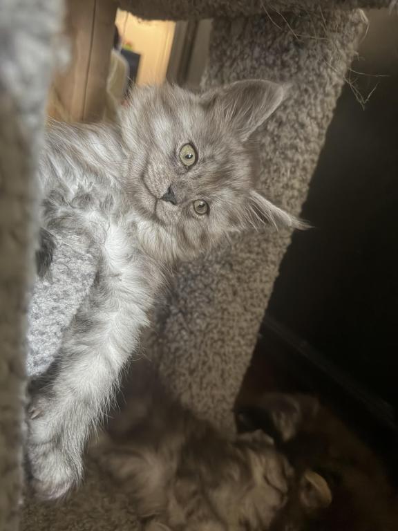 Smoke Grey Polydactyl Female photo 4