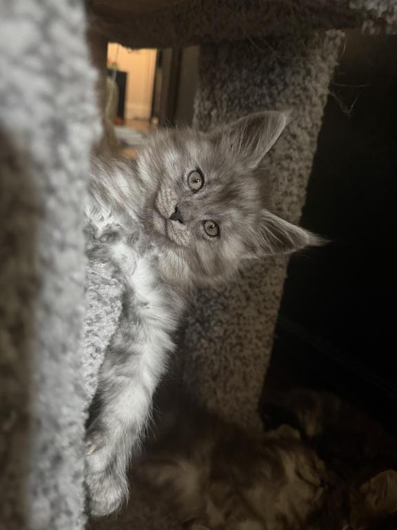 Smoke Grey Polydactyl Female photo 5