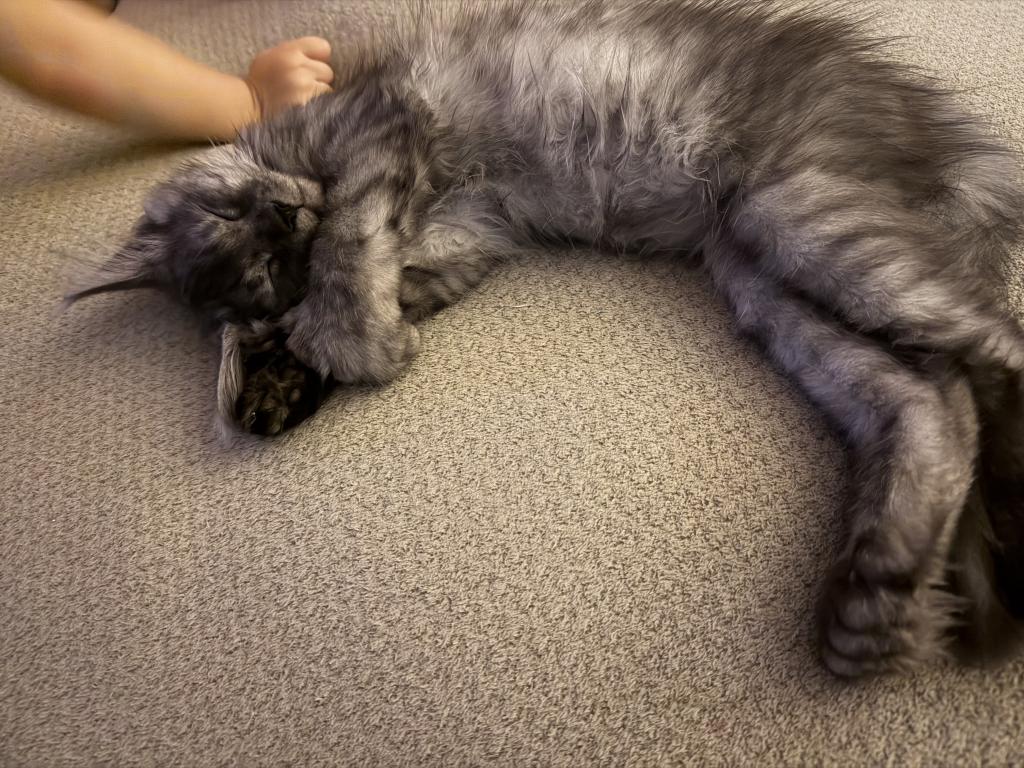Smoke Grey Polydactyl Female photo 2