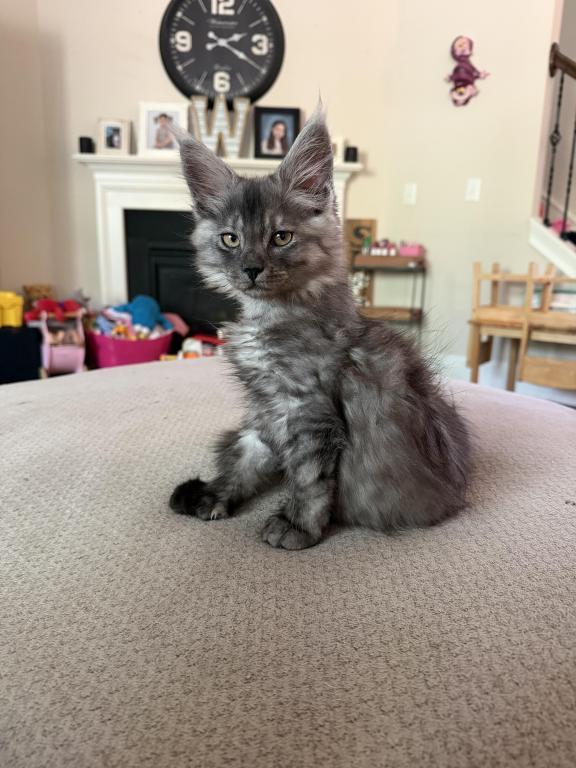 Smoke Grey Polydactyl Female photo 1