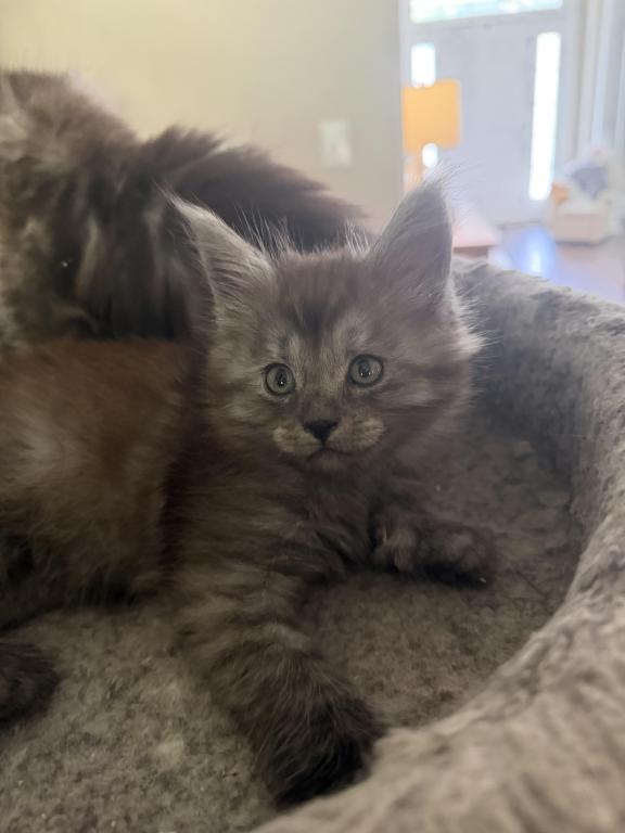 Smoke Grey Polydactyl Female photo 9