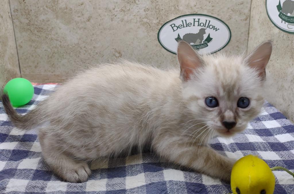 Savannah F6SBT Snow Male