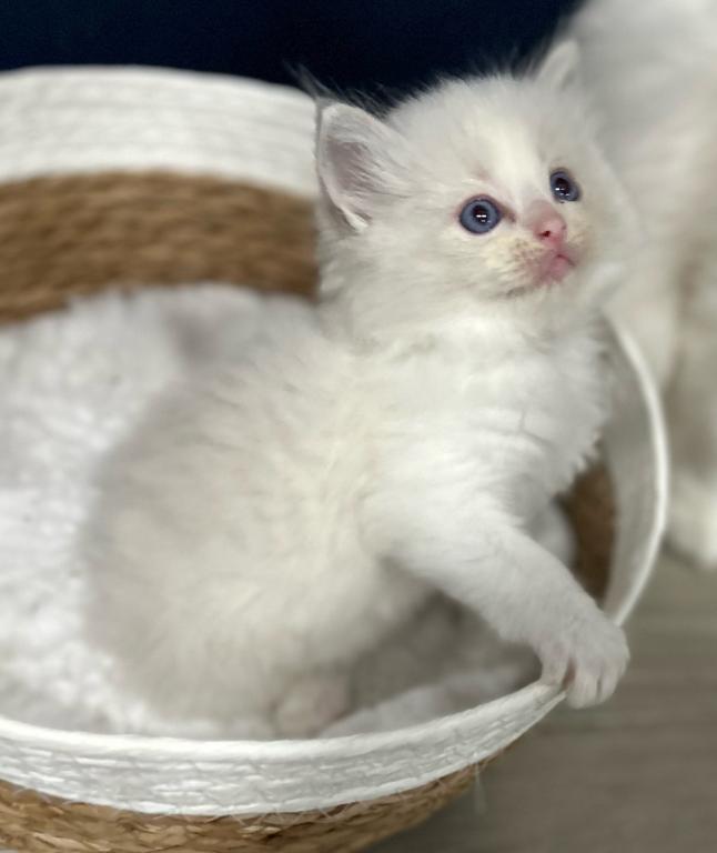 Christmas Kitties Can Leave Christmas Eve photo 6