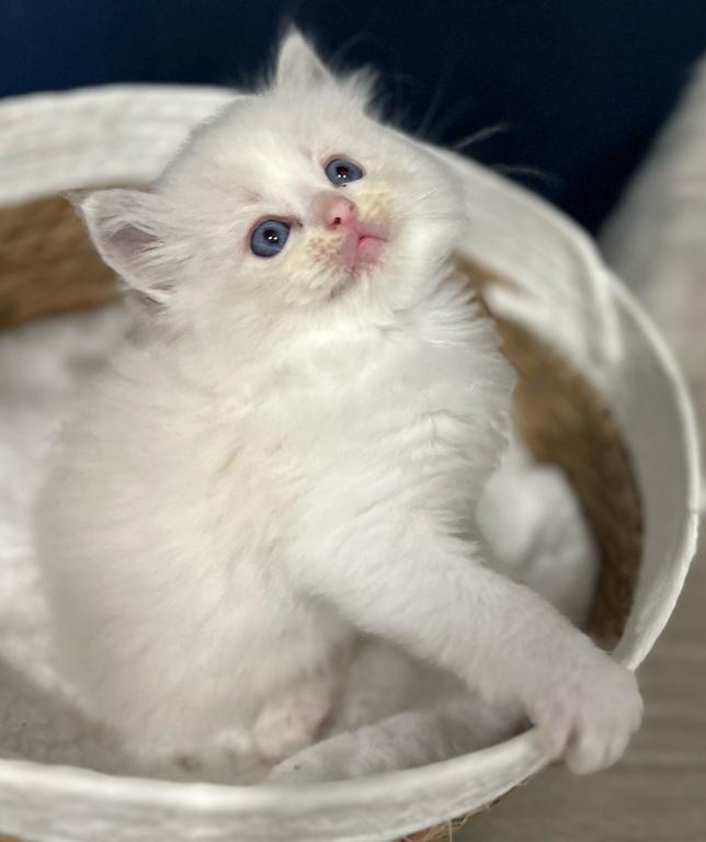 Christmas Kitties Can Leave Christmas Eve