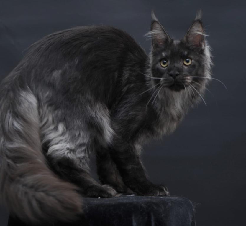 Diamond photo 25