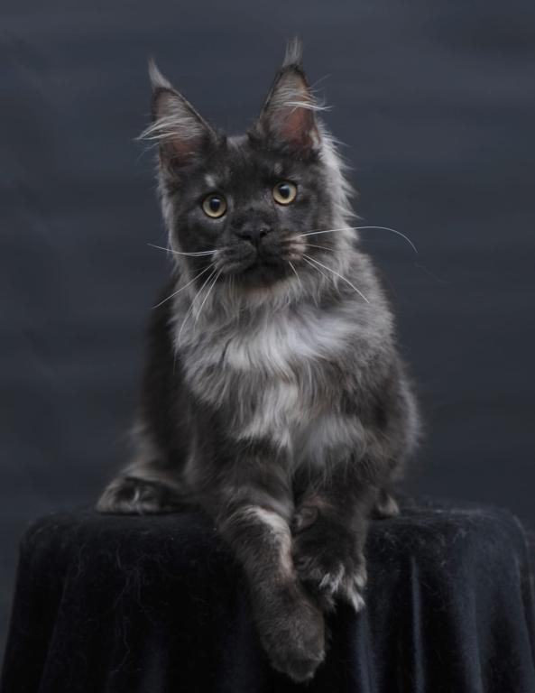 Diamond photo 22