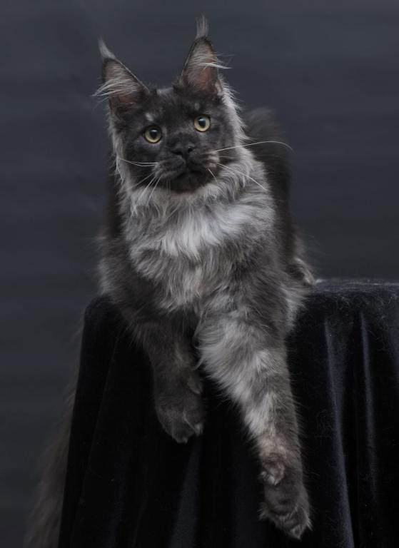 Diamond photo 21