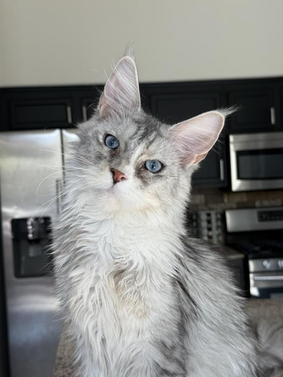 Penelope Blue Eyed photo 1