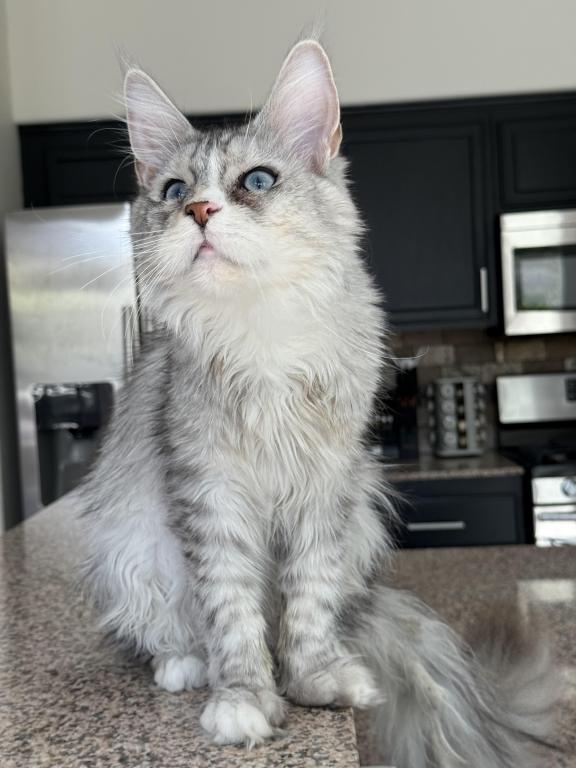 Penelope Blue Eyed photo 9