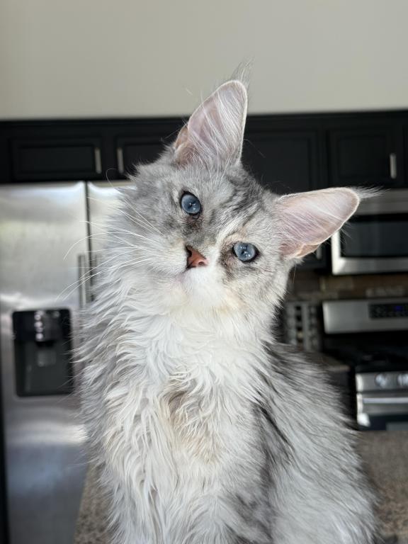 Penelope Blue Eyed photo 13