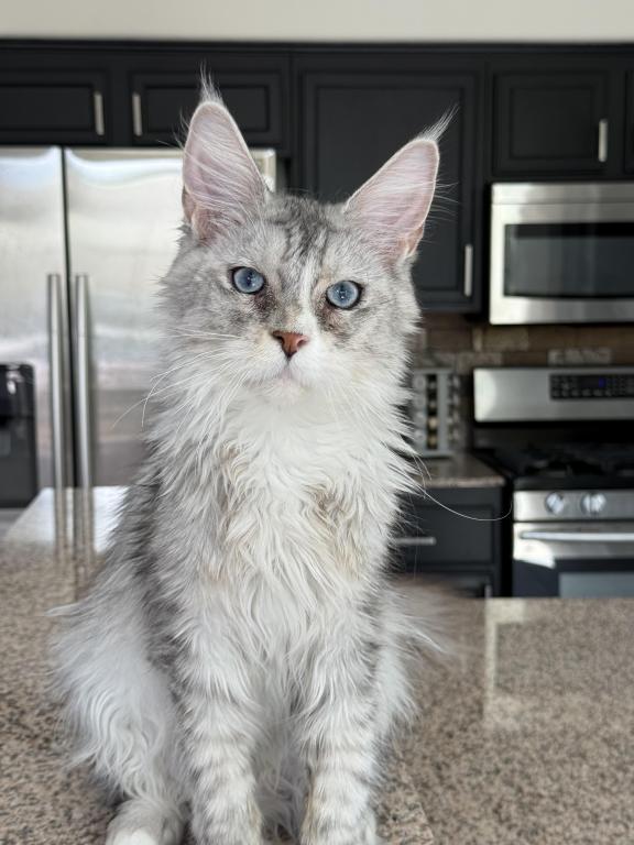 Penelope Blue Eyed photo 4