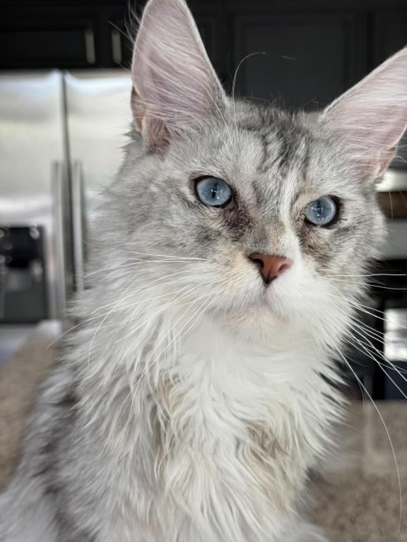 Penelope Blue Eyed photo 5