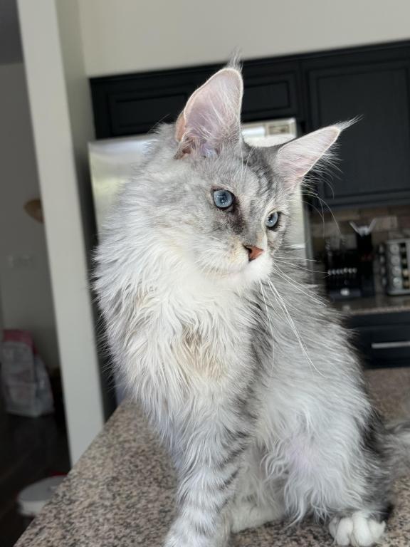 Penelope Blue Eyed photo 10