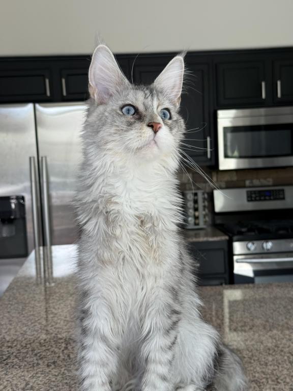 Penelope Blue Eyed photo 7