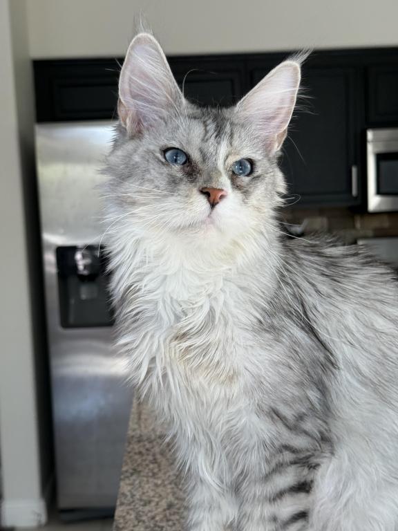 Penelope Blue Eyed photo 12