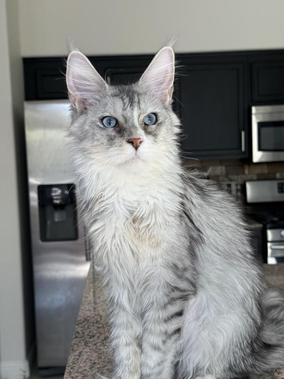 Penelope Blue Eyed photo 15