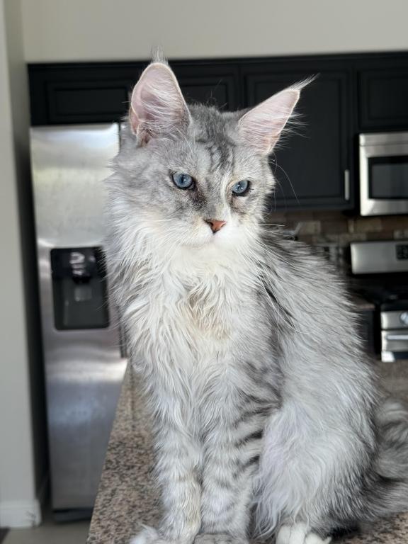 Penelope Blue Eyed photo 14