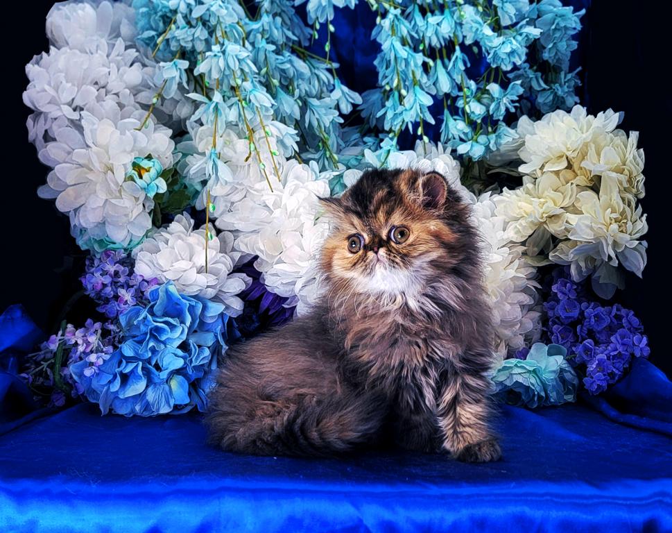 Tabatha photo 1