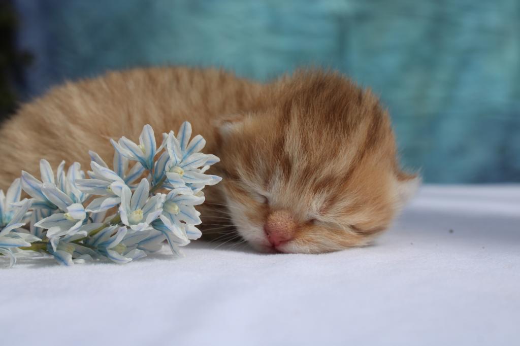 English Muffin Kittens photo 6
