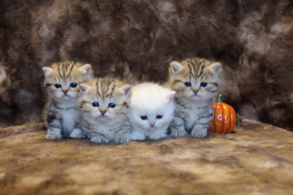 English Muffin Kittens photo 18