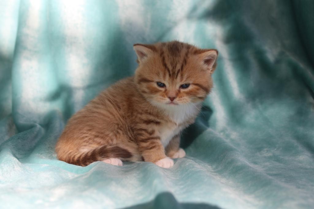 English Muffin Kittens photo 33