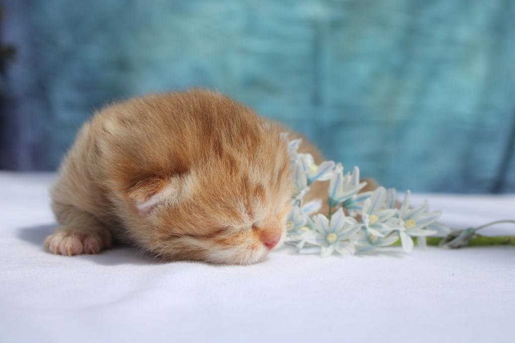 English Muffin Kittens photo 5