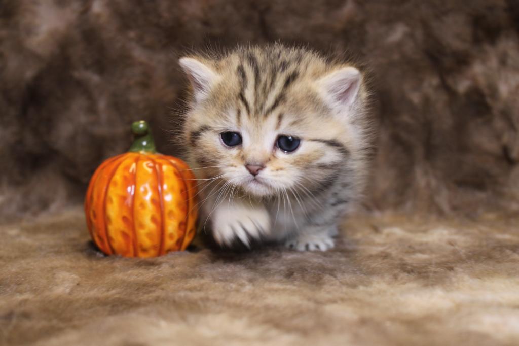 English Muffin Kittens photo 11