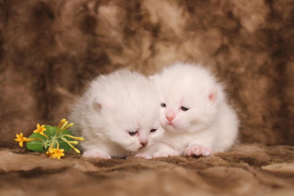 English Muffin Kittens photo 1
