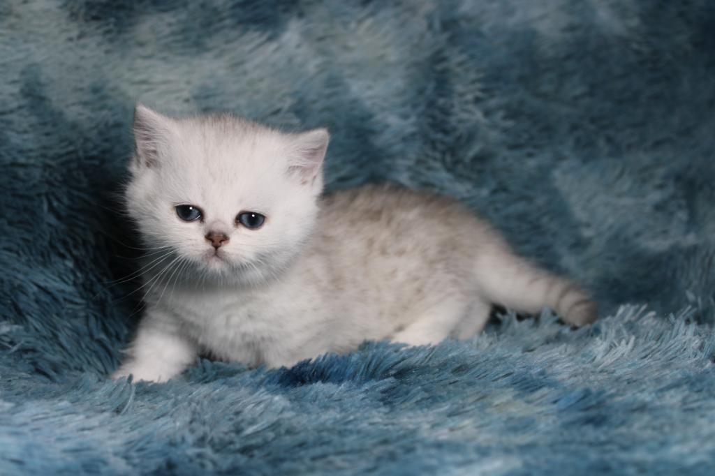 English Muffin Kittens photo 21