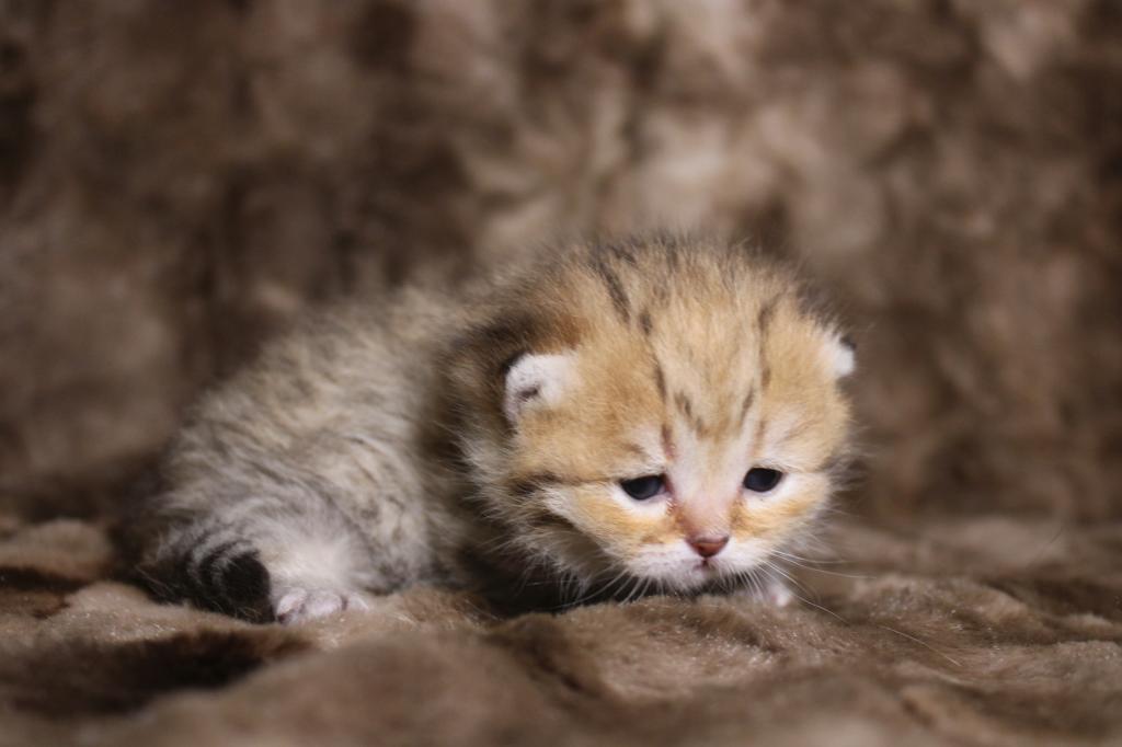 English Muffin Kittens photo 27