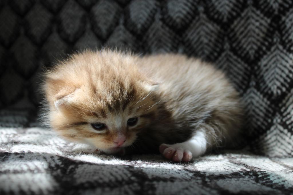 English Muffin Kittens photo 7
