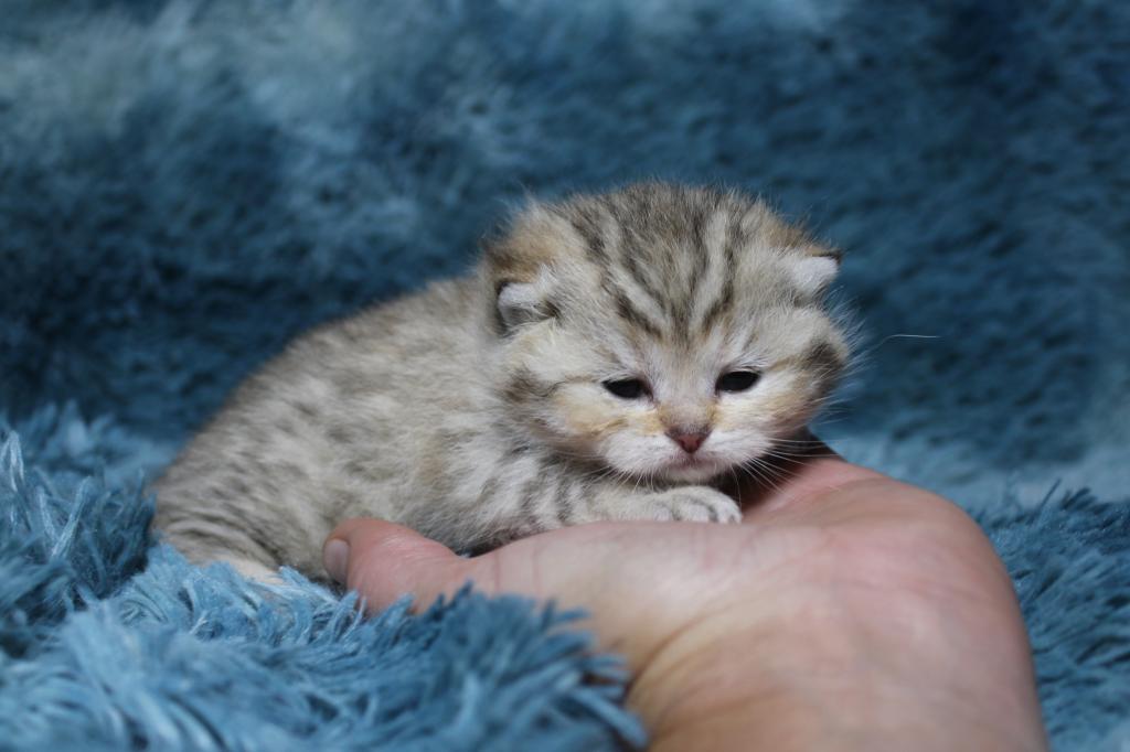 English Muffin Kittens photo 23