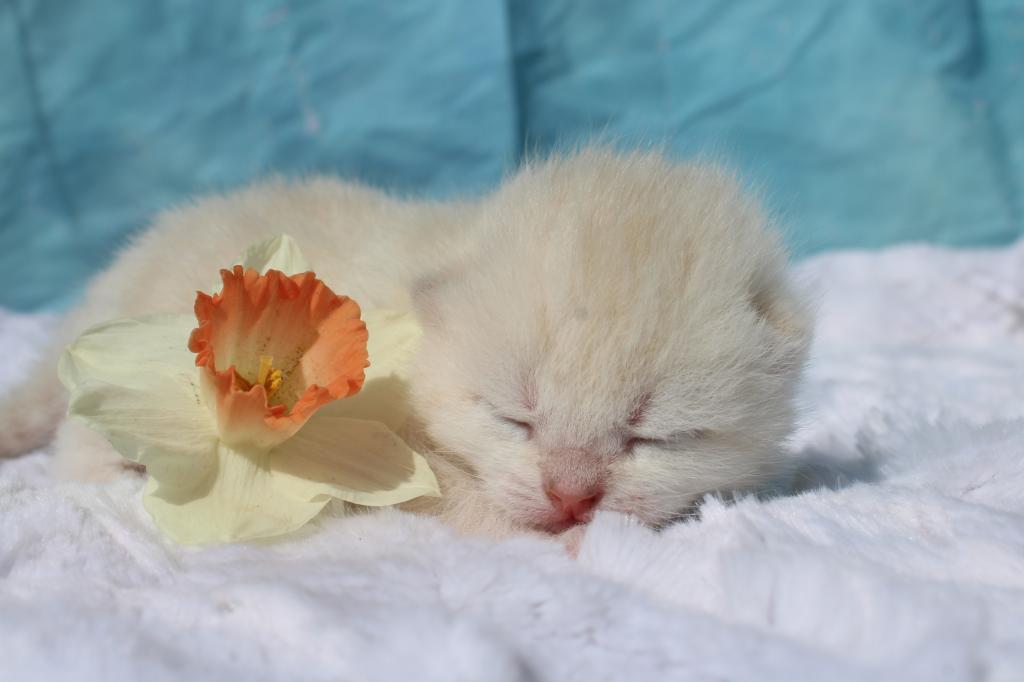 English Muffin Kittens photo 3