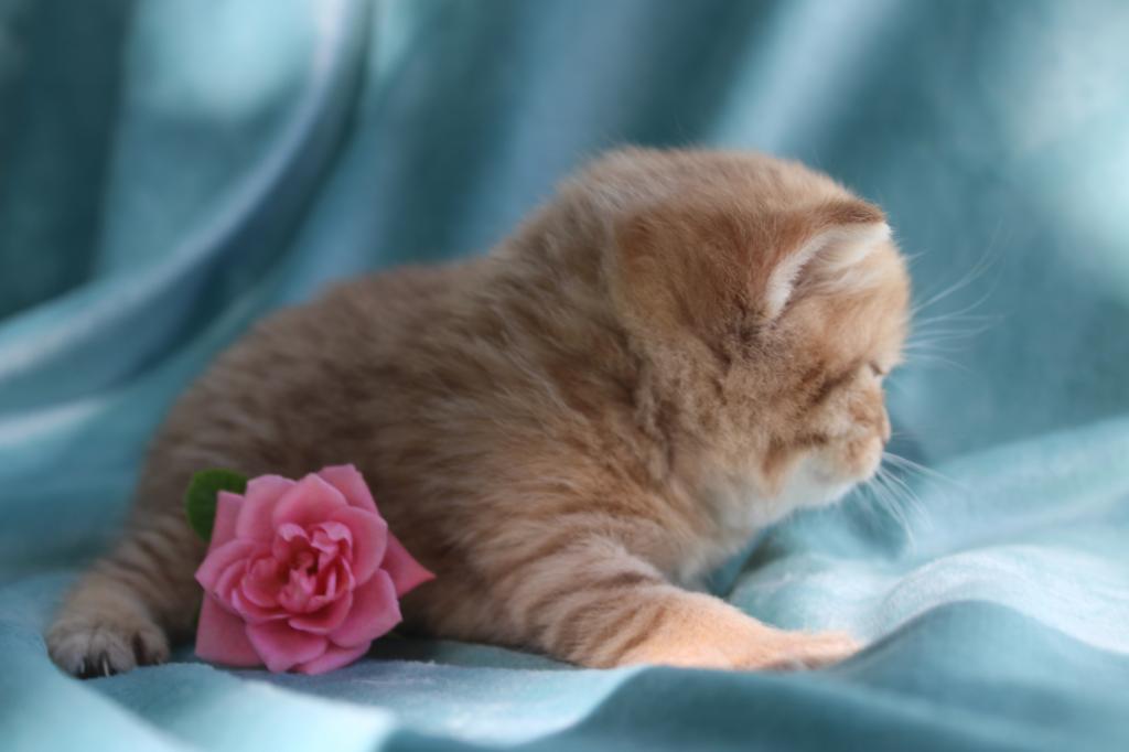English Muffin Kittens photo 32