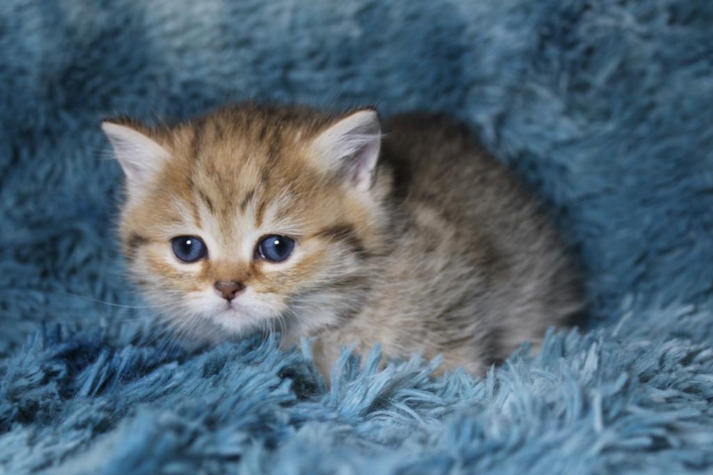 English Muffin Kittens photo 20