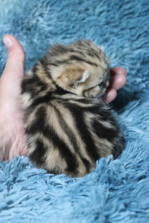 English Muffin Kittens photo 22