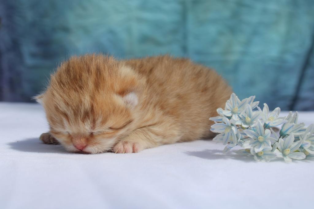 English Muffin Kittens photo 4