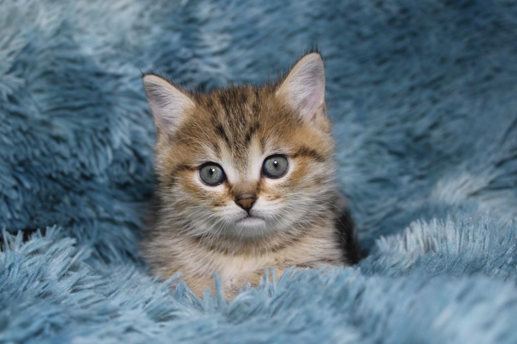 English Muffin Kittens photo 19