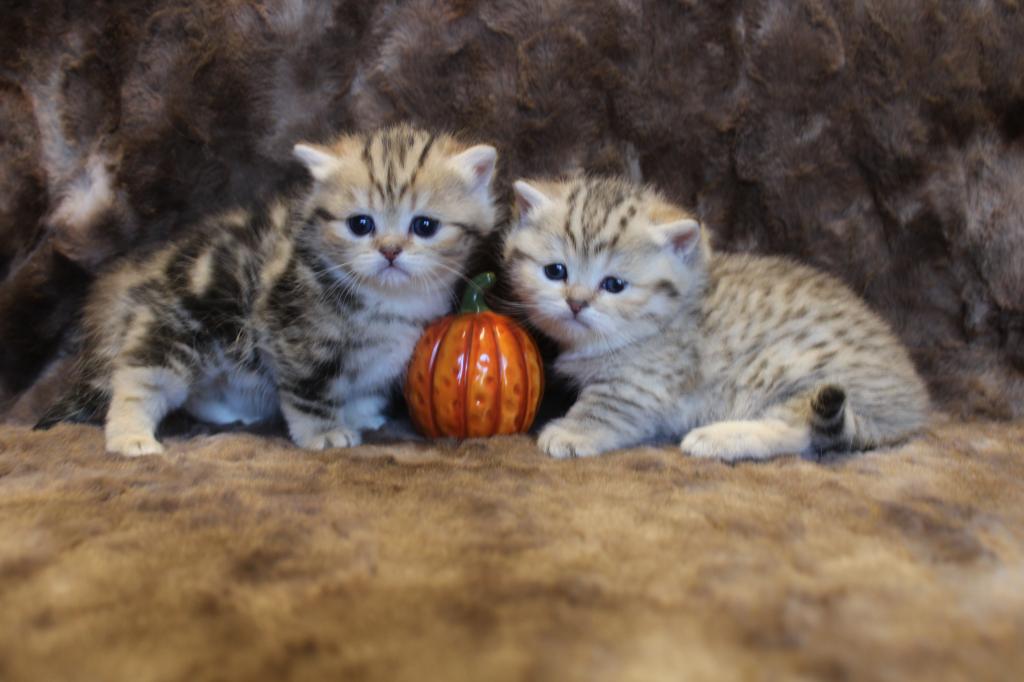 English Muffin Kittens photo 16