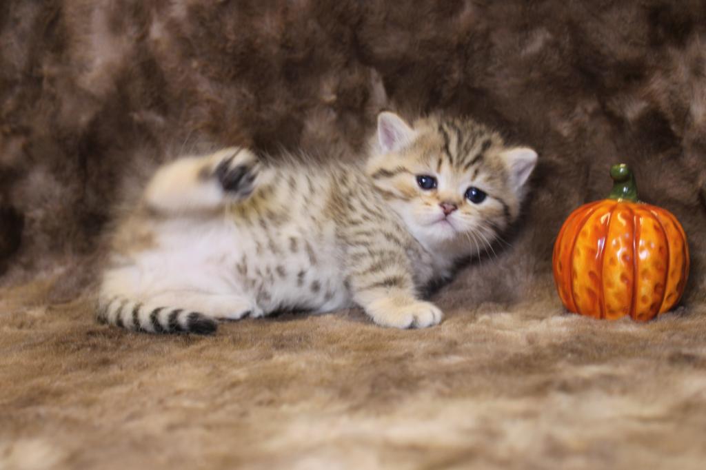 English Muffin Kittens photo 10