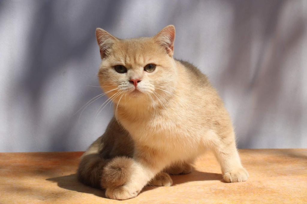 English Muffin Kittens photo 9