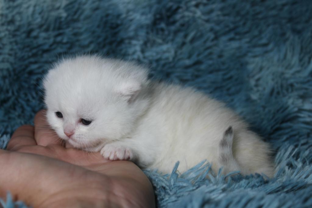 English Muffin Kittens photo 24