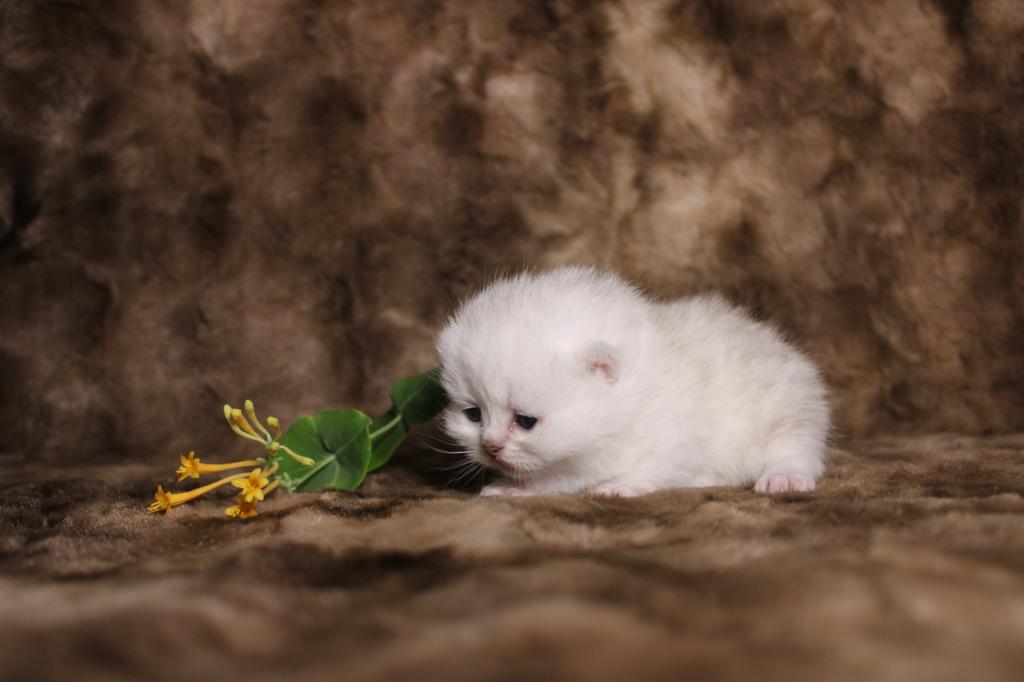 English Muffin Kittens photo 29