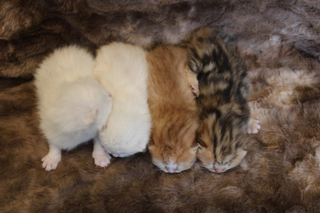 English Muffin Kittens photo 31