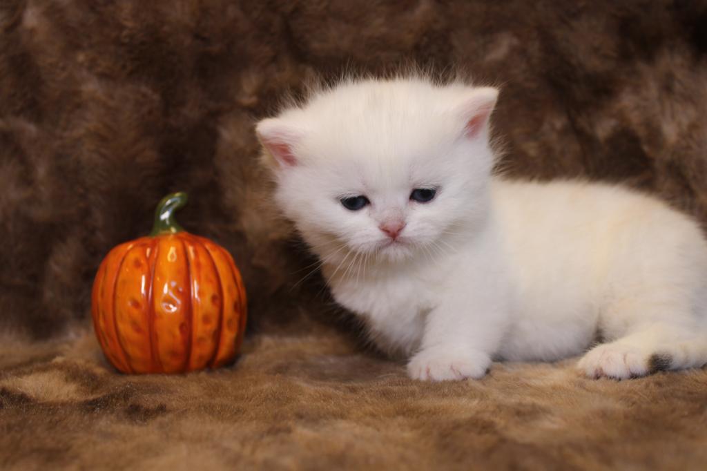English Muffin Kittens photo 15