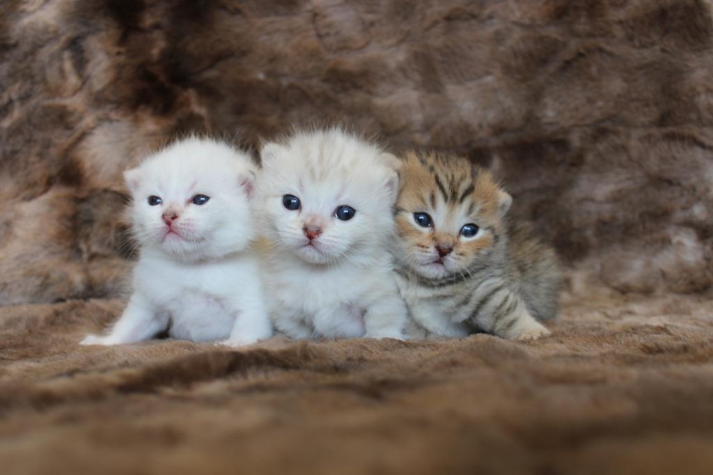 English Muffin Kittens photo 30